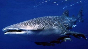 Cel mai leneş rechin din lume "aspiră" peştii din plasa pescarilor VIDEO  