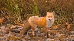 Vulpile au invadat satele din nordul ţării (VIDEO)