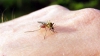 Malaria ar putea reveni în Grecia după 38 de ani  