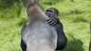 Reuniune de familie între gorile: Doi fraţi, reuniţi după ani întregi, se îmbrăţişează FOTO  