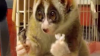 Un lemur care mănâncă orez a înduioşat o lume întreagă VIDEO