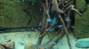 Joc video creat special pentru a studia comportamentul peştilor în timp ce îşi atacă prada