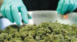 Şase kg de marijuana ce urmau să ajungă în Rusia, depistate  în mașina unui agent economic din Chişinău