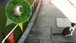 Victorie: Larry, motanul premierului britanic, a prins primul său şoarece FOTO 