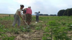 Începând cu anul viitor, producătorii agricoli ar putea achita un impozit unic 