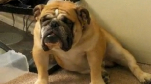 Câinele care stârneşte hohote de râs prin lupta sa cu... somnul VIDEO