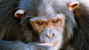 Aceasta este Nataşa - geniul absolut din lumea cimpanzeilor