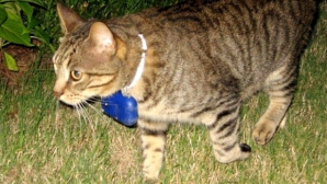 Viaţa secretă a pisicilor. Sunt o ameninţare pentru faună