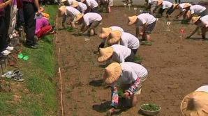 Record mondial. Peste 1.000 de agricultori din Taiwan au plantat două hectare de orez în mai puţin de 20 de minute