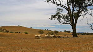 Seceta din SUA poate duce la tulburări sociale pe mapamond, spun experţii