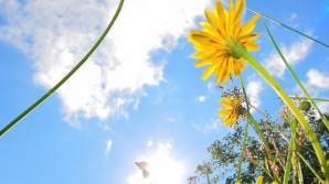 Prognoza meteo pentru următoarele şapte zile