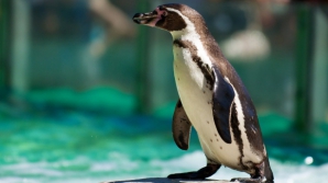 Un pinguin de la Grădina Zoologică a făcut infarct din cauza hoţilor 