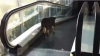 Râzi cu lacrimi! Un câine de rasă se uită STUPEFIAT la un maidanez care merge pe scara rulantă... în sens invers VIDEO