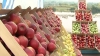 Festivalul Mărului de la Soroca: Premierul Filat şi-a încercat muşchii cu un fruct VIDEO