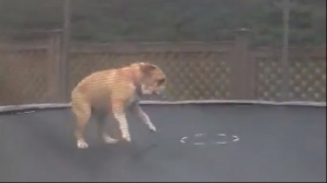 Un câine pasionat de... trambulină. Se bucură ca un copil şi face salturi acrobatice VIDEO