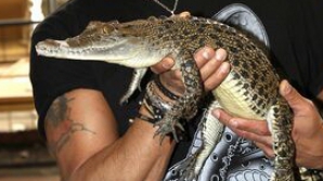 Un crocodil, găsit liber în cala unui avion