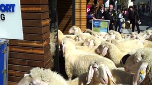 Şi oile merg la cumpărături VIDEO