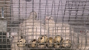 Afacere cu prepeliţe: A început cu 1.500 de păsări, acum creşte peste zece mii VIDEO