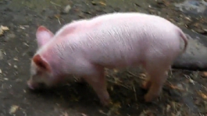 Porculeţul erou. A salvat un ied care era cât pe ce să se înece VIDEO