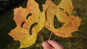 Meteorologii anunţă cer noros şi ploi de Hramul Oraşului