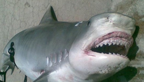 Tragedie pe coasta Californiei: Un surfer a fost atacat şi ucis de un rechin 