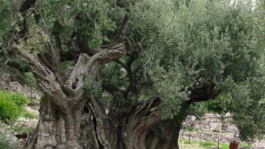 Măslinii din Grădina Ghetsimani sunt printre cei mai vechi copaci din lume, potrivit unui studiu