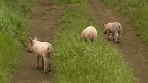  Fermier devorat de porcii săi