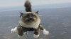 Felix Baumgartner în versiune felină: Pisicile paraşutiste, noul hit al internetului VIDEO