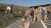 Un tir din Moldova a blocat un drum european. Era încărcat cu biscuţi şi s-a răsturnat