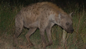 Un copil de doi ani a murit după ce a căzut într-o cuşcă cu hiene