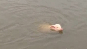 Porcii din China, obligaţi să facă scufundări. Care este motivul VIDEO