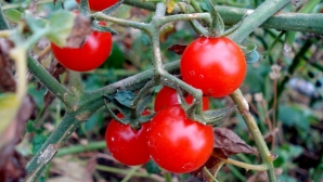 Roşiile modificate genetic - tratament pentru prevenirea bolilor de inimă 