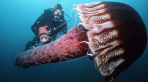 Alertă în Japonia! Apele au fost invadate de animale gigant VENINOASE, care omoară peştii