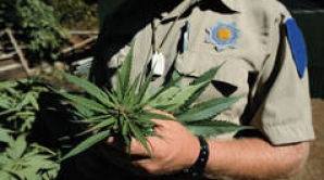 Marijuana, legalizată în Washington