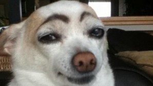 Cele mai nostime fotografii cu animale ale anului 2012