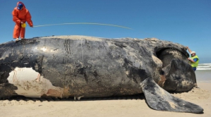 O balenă de 18 METRI lungime a eşuat pe o plajă din New York 