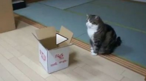 Pisica vedetă: Prin acrobaţia sa a făcut să râdă milioane de oameni VIDEO 