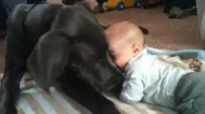 Cum îşi arată un câine afecţiunea faţă de un copil VIDEO