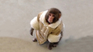 O maimuţă a făcut furori într-un magazin Ikea din Canada