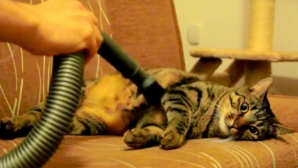 Un pisoi este în culmea extazului când este aspirat VIDEO