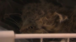 Imagini ŞOCANTE: O bătrână colecţionează pisici moarte 