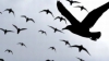 O posibilă epidemie în SUA: Zeci de păsări moarte, descoperite pe o autostradă