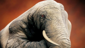 Arta de a transforma mâinile în cele mai frumoase picturi cu animale GALERIE FOTO