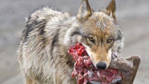 Stare de URGENŢĂ în Siberia: Republica Sakha, invadată de mii de lupi