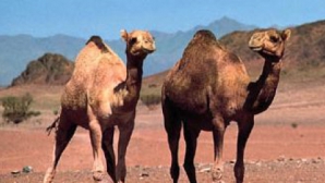 Poliţiştii francezi au dat în URMĂRIRE GENERALĂ două cămile