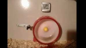 De râs sau de plâns? Invenţia care la sigur nu este recomandată de Protecţia Animalelor VIDEO