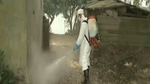 ONU avertizează: Lumea s-ar putea confrunta din nou cu o epidemie de gripă aviară 