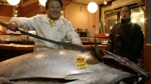 Ton albastru, vândut la preţ record. Cât a valorat peştele