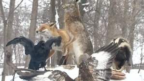 Vânătorii duc dorul vremurilor trecute: Vulpile s-au făcut mai hâtre, braconieri sunt mulţi