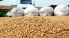 Producătorii de pâine vor primi din fondul de rezervă al statului 27,9 de mii de tone de grâu